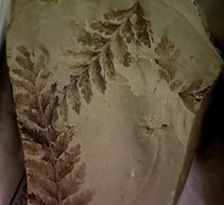 Video Image