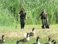 Video Image
